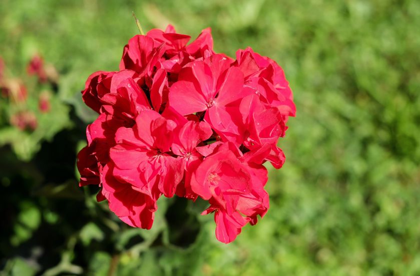 Pelargonia – bociani kwiat