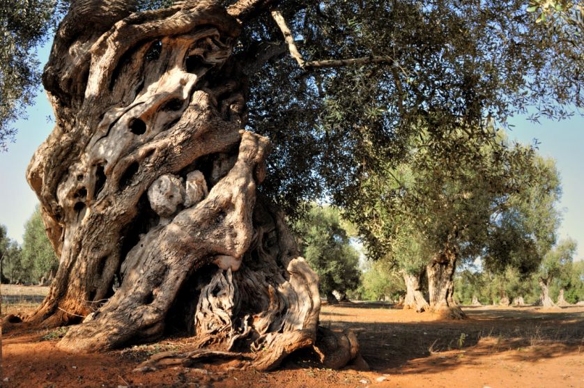 Pnie drzew oliwnych są sękate i poskręcane