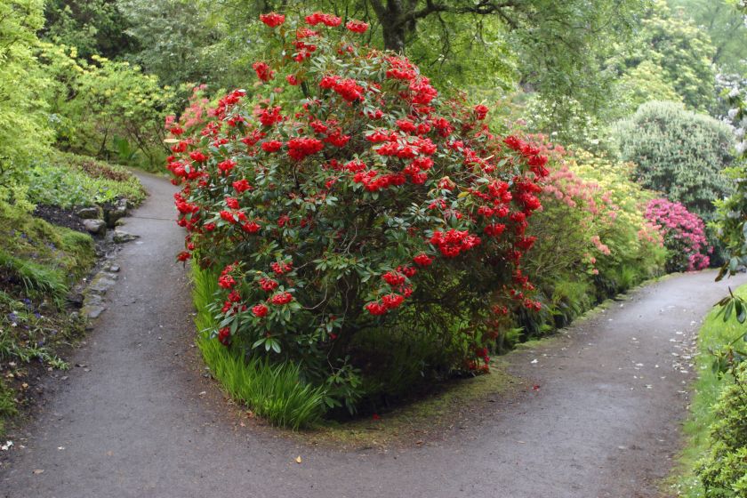 Krzewy rododendronu pięknie ozdabiają ogród!