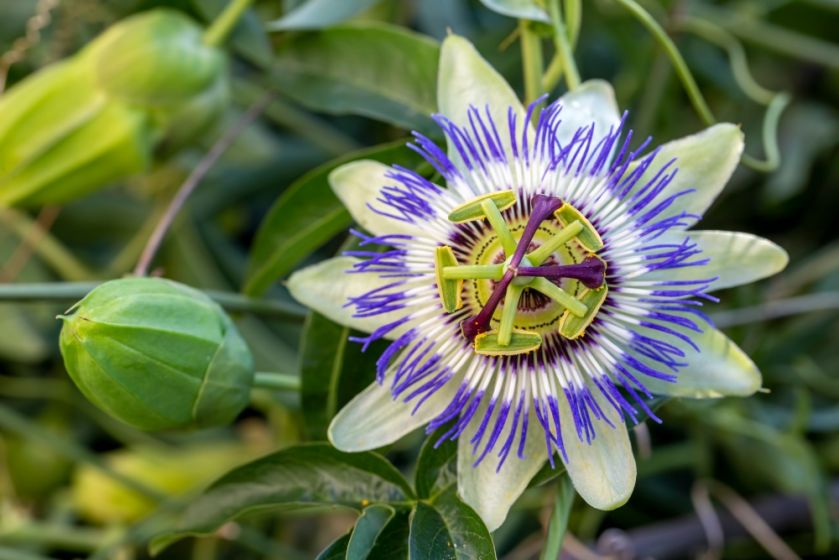 passiflora męczennica roślina