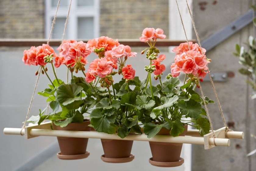 pelargonie na balkon