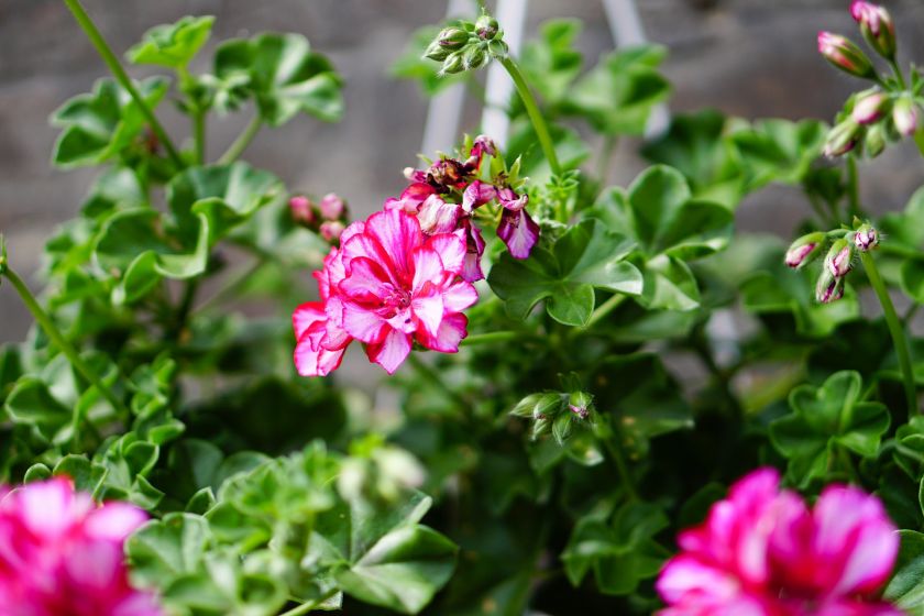 Pelargonia – bociani kwiat