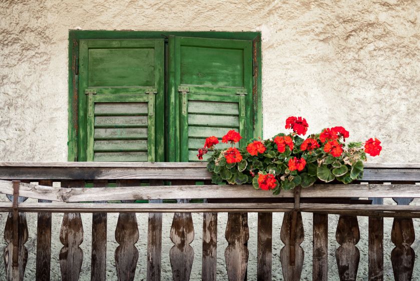 Pelargonia – bociani kwiat