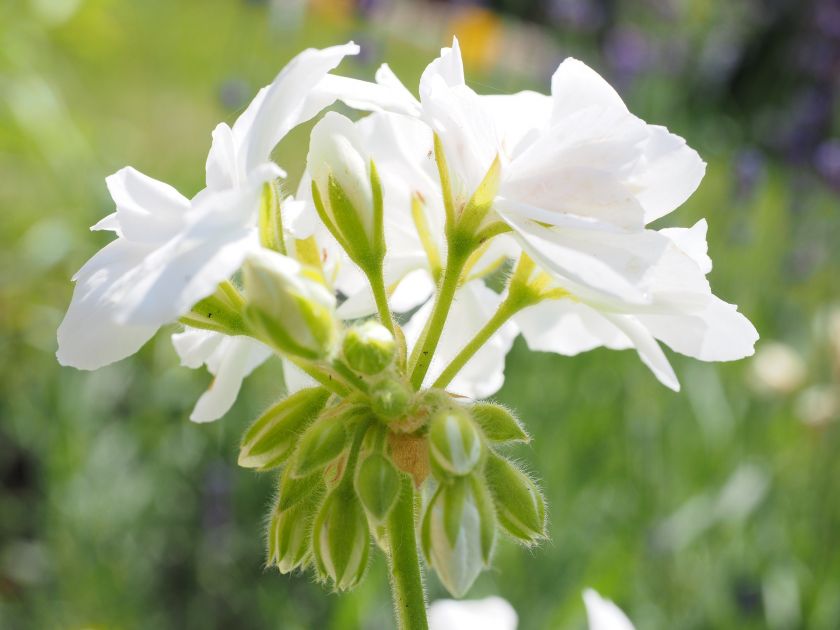 Pelargonia – bociani kwiat