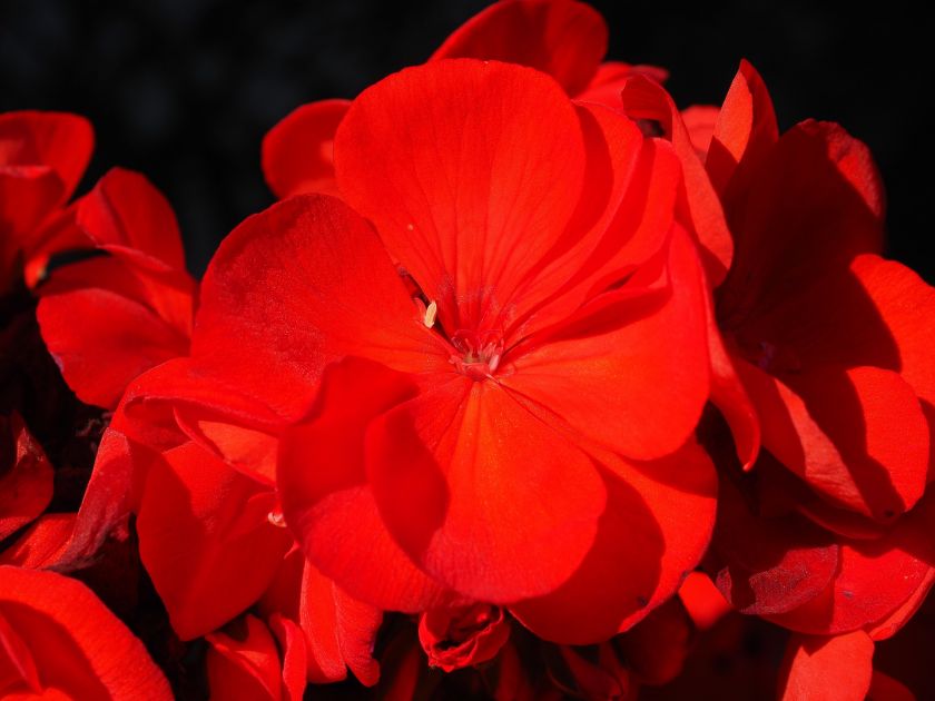 Pelargonia – bociani kwiat