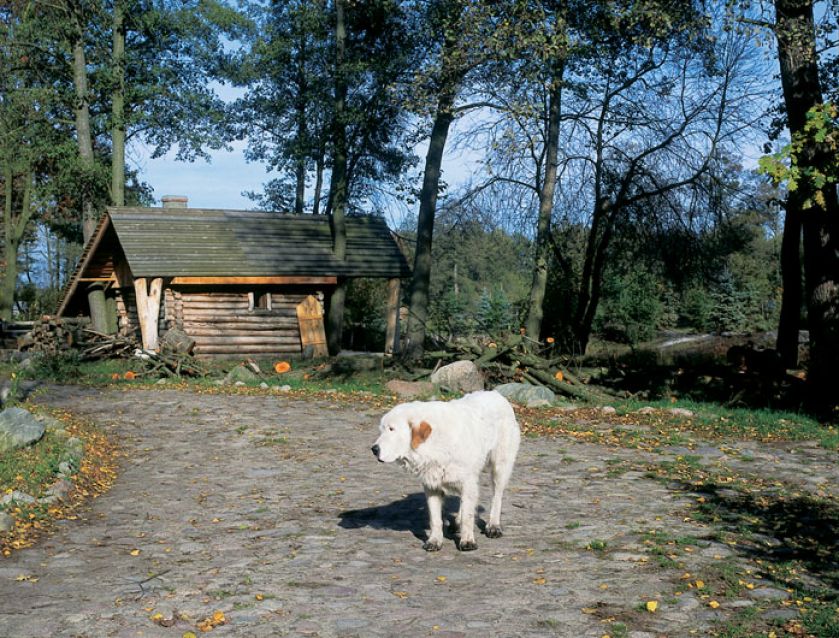 Domu, koni, ludzi i brzóz strzeże owczarek Znajda.