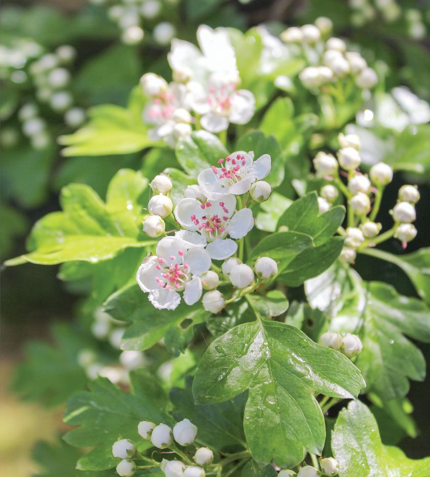 GŁÓG JEDNOSZYJKOWY (CRATAEGUS MONOGYNA)