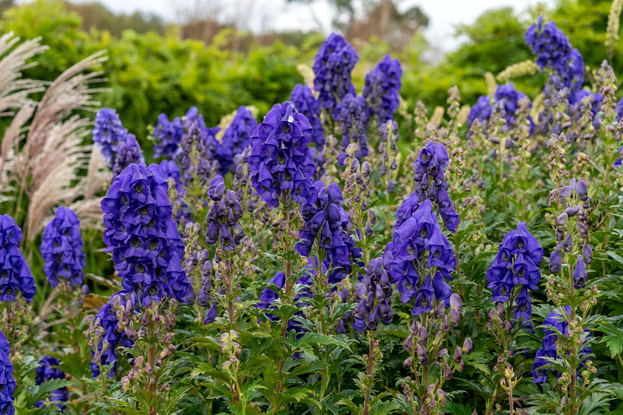 Аконит Aconitum Purple Sparrow